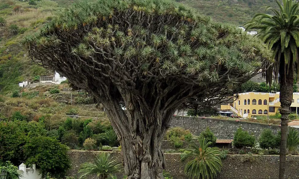 Dracaena